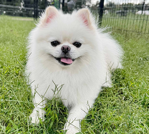 小型犬専用エリア完備