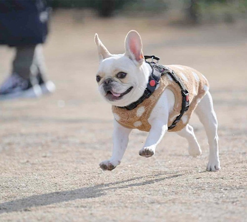 広々ドッグランでストレスケア