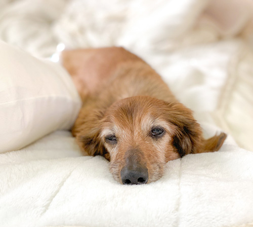 老齢犬や大型犬にも負担をかけない施術