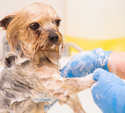 それぞれに合わせたシャンプーをご用意