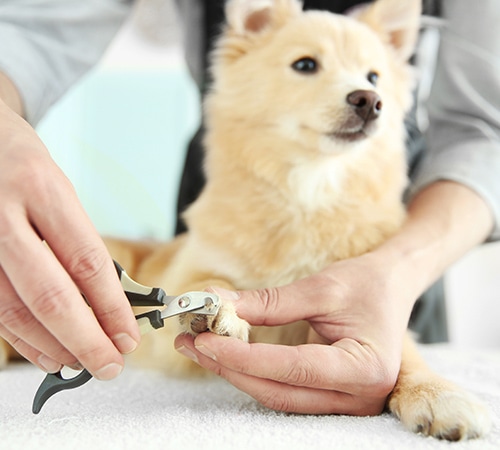 デイケアにも対応可能